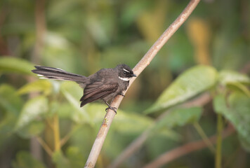 white throated fantail  is a small passerine bird belonging to the family Rhipiduridae.