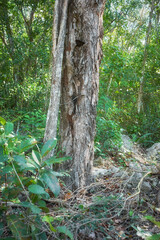 Tropical jungle forest in Yucatan Peninsula, selective focus, Mexico.