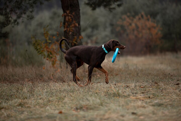 Beautiful Doberman breed dog in the winter forest