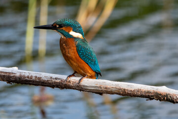 Close up shot of juvenile male common kingfisher sitting on a perch. At Lakenheath Fen nature reserve in Suffolk, UK