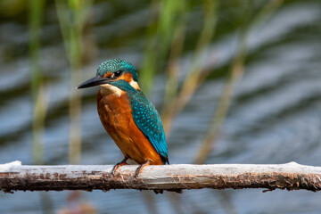 Close up shot of juvenile male common kingfisher sitting on a perch. At Lakenheath Fen nature reserve in Suffolk, UK