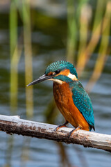 Close up shot of juvenile male common kingfisher sitting on a perch. At Lakenheath Fen nature reserve in Suffolk, UK