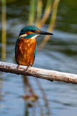 Close up shot of juvenile male common kingfisher sitting on a perch. At Lakenheath Fen nature reserve in Suffolk, UK