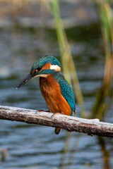 Close up shot of juvenile male common kingfisher sitting on a perch. At Lakenheath Fen nature reserve in Suffolk, UK