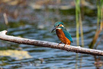 Close up shot of juvenile male common kingfisher sitting on a perch. At Lakenheath Fen nature reserve in Suffolk, UK