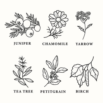 Line art essential oil plants and flowers