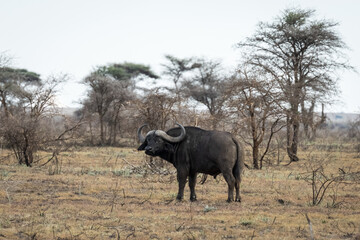 Obraz premium Cape Buffalo Grazing