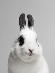 black and white portrait of sweet white rabbit
