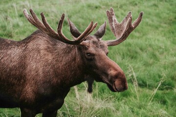 large moose standing at attention at a nature wildlife preserve