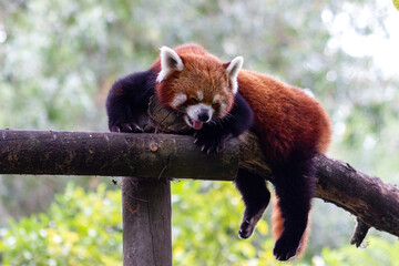 Fototapeta premium Cute red panda in an animal reserve. (Ailurus fulgens)