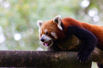 Close-up of a cute red or lesser  panda on a log (Ailurus fulgens).