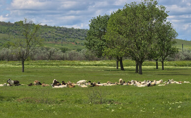 Obraz premium A herd of sheep and lambs is located on a green field with a spring forest, hills and a separate group of tall trees. Dramatic stormy sky in the background. South of Ukraine.