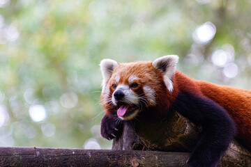 Close-up of a cute red or lesser  panda playing on a log (Ailurus fulgens).