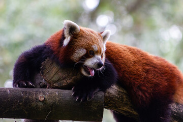 Close-up of a cute red or lesser panda playing on a log (Ailurus fulgens).