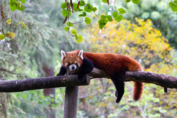 Close-up of a cute red panda resting on a log (Ailurus fulgens).