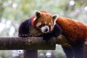 Close-up of a cute red or lesser panda in an animal reserve (Ailurus fulgens).