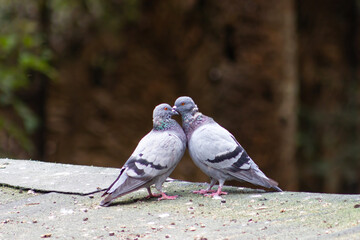 Pair of common pigeons in an affectionate attitude (Columba livia).