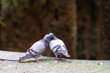 Pair of common pigeons in an affectionate attitude (Columba livia).