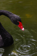 Beautiful close-up of a black swan covered with water droplets