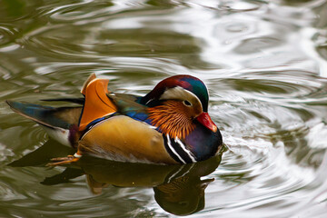 Spectacular specimen of mandarin duck swimming in a golden water pond (Aix galericulata).