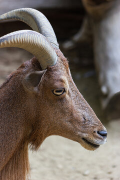 Close-up of a specimen of the Atlas Mouflon or Arrui. (Ammontragus lervia sahariensis).
