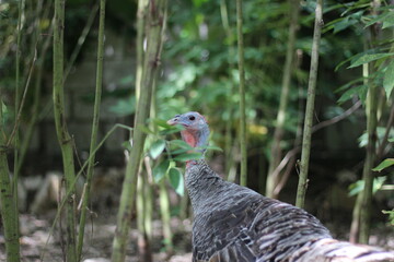 A wandering turkey