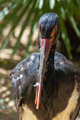 Front view of a black stork in an animal reserve (Ciconia nigra)