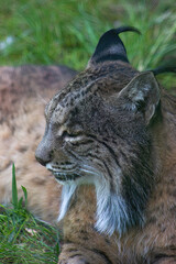 Close-up of an Iberian Lynx (Lynx pardinus) in a conservation center. Endemic species of the iberian peninsula.