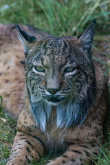 Close-up of an Iberian Lynx (Lynx pardinus) in a conservation center. Endemic species of the...