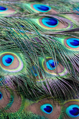 Detail of the tail feathers of a peacock or Indian turkey. Exotic paradise plumage. Close  up background.