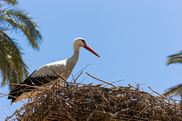 Close-up of a white stork in its nest. (Ciconia ciconia ciconia).
