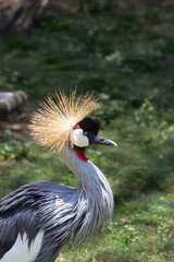 Close-up of a Grey Crowned Crane (Balearica regulorum)