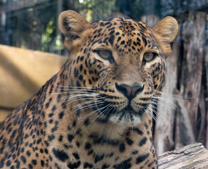 Close-up of a majestic Sri-Lanka Leopard. (Panthera pardus kotiya).