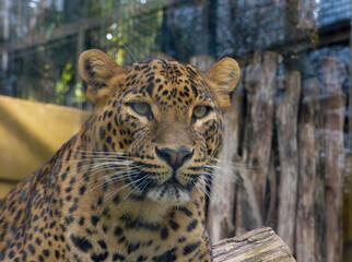 Close-up of a majestic Sri-Lanka Leopard. (Panthera pardus kotiya).