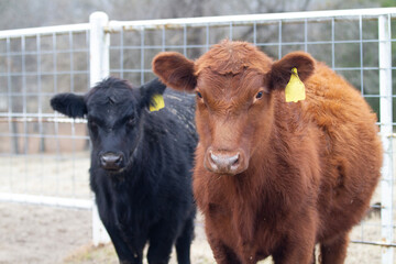 Red and black Angus heifer and steer in a corral closeup