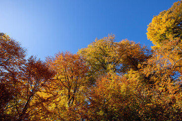 Naklejka premium forest and autumn colors image