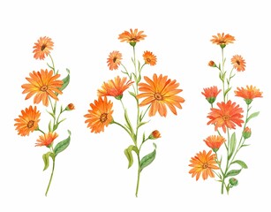 Calendula, watercolor art illustration. Orange flowers, branches are highlighted on a white background. A set for the design of tea packaging, menus, invitations, eco goods. - obrazy, fototapety, plakaty