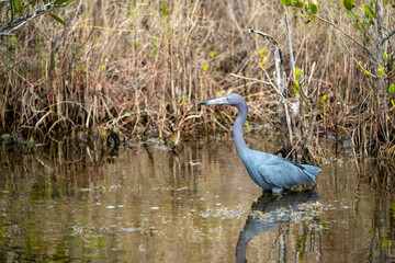 Little Blue Heron bird, also known as an Indian Hen, wades in the water at the Merritt Island National Wildlife Refuge in Florida