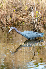 Little Blue Heron bird, also known as an Indian Hen, wades in the water at the Merritt Island National Wildlife Refuge in Florida