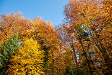 forest and autumn colors image