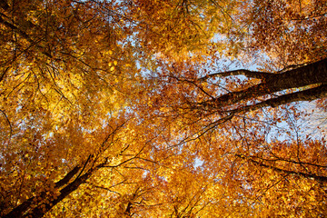 forest and autumn colors image