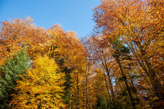 forest and autumn colors image