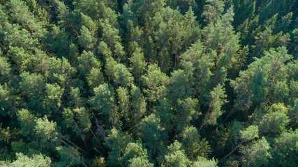 Naklejka na ściany i meble Aerial top view of summer green trees in forest in rural Finland. Drone photography
