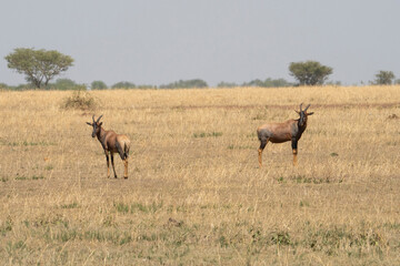 Naklejka na ściany i meble Topi Antelopes in Tanzania