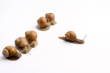 Garden snails on a white background. Five snails in a row, one took the lead. Cosmetic product concept with snail mucin, rejuvenation, beauty services, snail therapy, leadership. Snail farm. Side view
