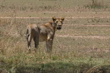 A Lioness in Tanzania