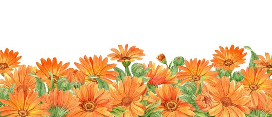 Calendula on a white background. Orange flowers, watercolor illustration. A medicinal plant that is part of tea and homeopathic remedies. An element for the design of packaging, labels - obrazy, fototapety, plakaty