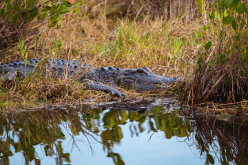Alligator lays in a marsh in the Merritt Island National Wildlife Refuge, Florida