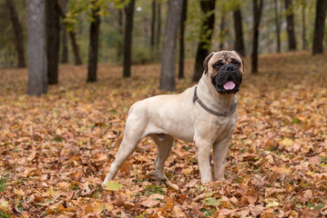 Obraz premium Bullmastiff dog posing. Autumn Background