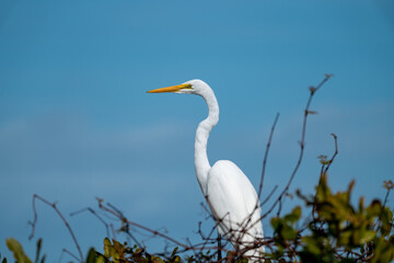 Great Egret heron at the Merritt Island National Wildlife in Florida